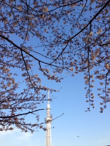 スカイツリーと桜